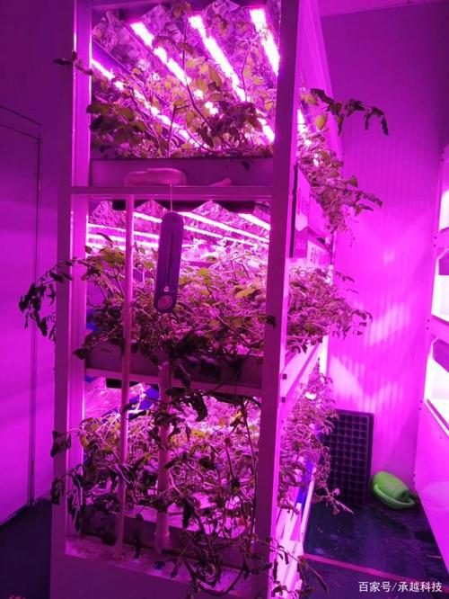 京东自建植物工厂能否拉动健康产业未来消费增长